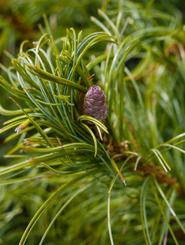 Sosna wejmutka Tiny Curls