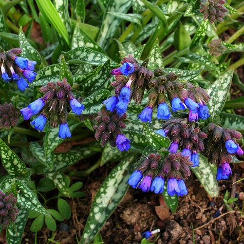 Miodunka długolistna (C2)