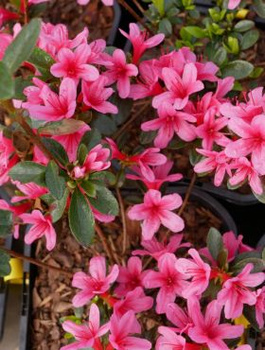 Azalia japońska Delikatna różowa (C2)