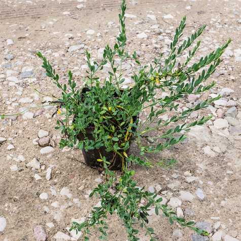 Szczodrzeniec Żarnowiec Położony (C2)