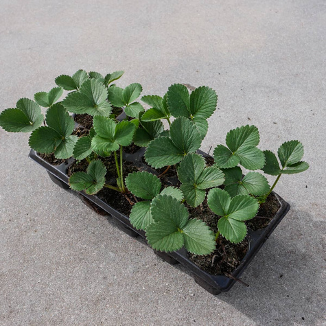 Truskawka Honeoye wczesna Multiplat 10szt