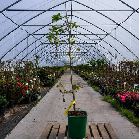 Akebia pięciolistkowa Czekoladowe pnącze