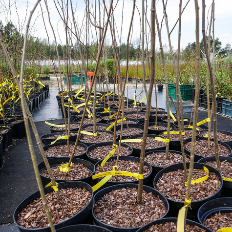 Grochodrzew Robinia akacjowa Akacja Cenny dla pszczół (C2)