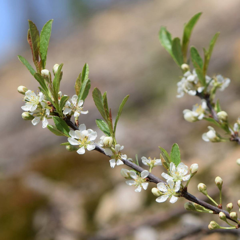 Wiśnia piaskowa płożąca szczepiona