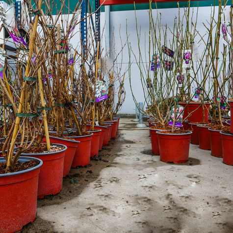 Magnolia purpurowa Nigra (C2)