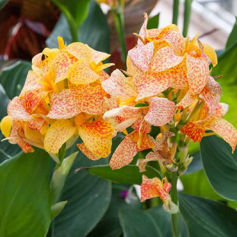 Paciorecznik Canna Kanna Picasso pomarańczowo-żółty