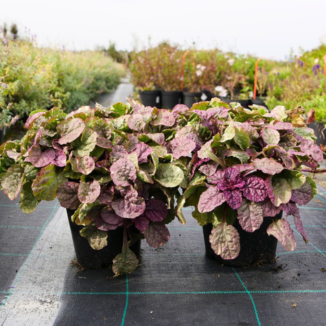 Dąbrówka rozłogowa Sugar Plum