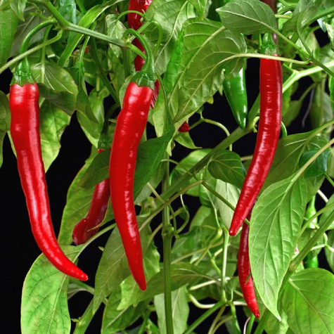Papryka De Cayenne ostra gruntowa 0,3g 