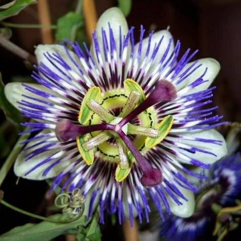 Męczennica Marakuja Purple Haze (C2)