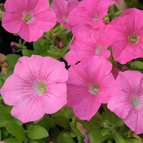 Petunia ogrodowa Surfinia Bajka 0,05g