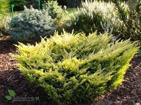 Jałowiec płożący Lime Glow (C2)