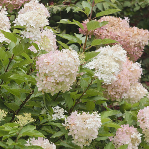 Hortensja bukietowa Mega Pearl (P9)