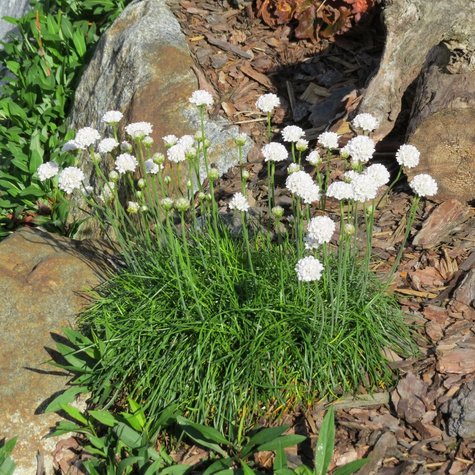 Zawciąg nadmorski Alba zimozielony obfite kwitnienie (C2)