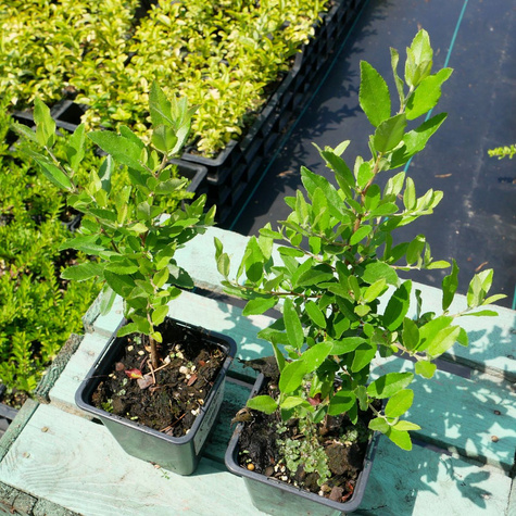 Ognik szkarłatny Tetonnt (P9)