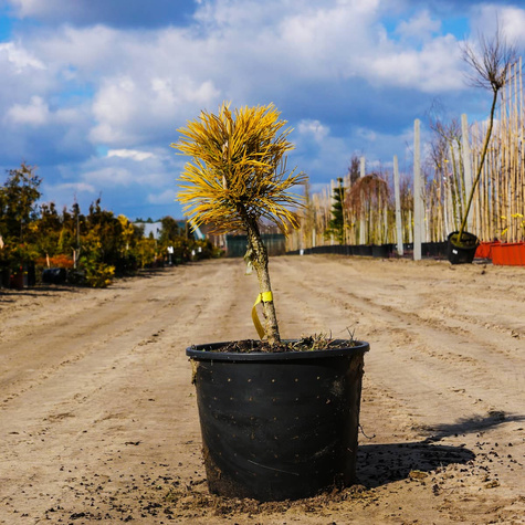 Sosna Winter Gold szczepiona NP