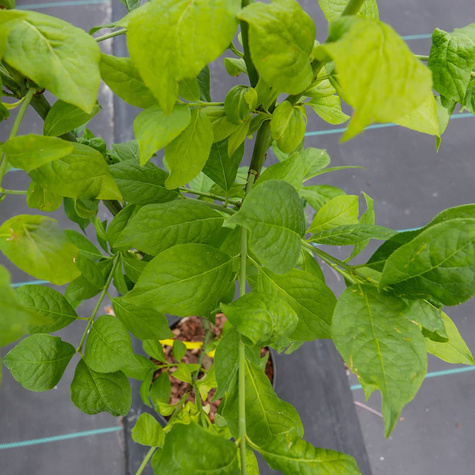 Trzmielina miododajna (C2)