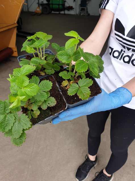 Poziomka pospolita Aleksandria Bradzo aromatyczna
