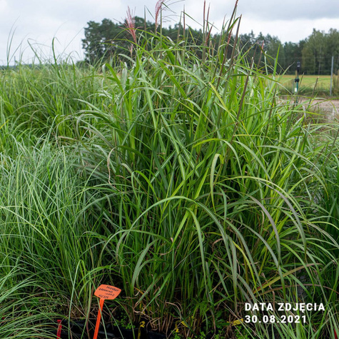 Miskant chiński Dronning Ingrid (C2)