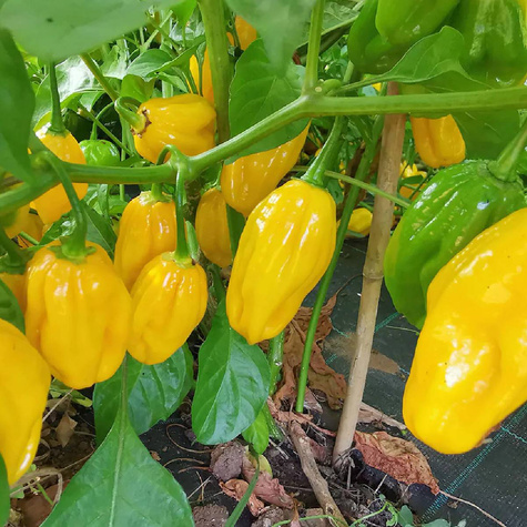 Papryka ostra Habanero Yellow 0,2g