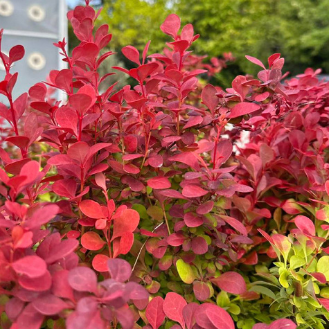 Berberys Thunberga Orange Sunrise (C2)