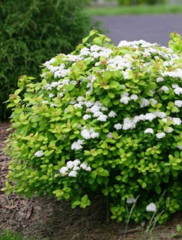 Tawuła brzozolistna Spirea betulifolia