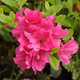 Azalia japońska Babuschka różowa pełna (C2)