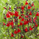 Szałwia greggii Mirage Cherry Red (C2)