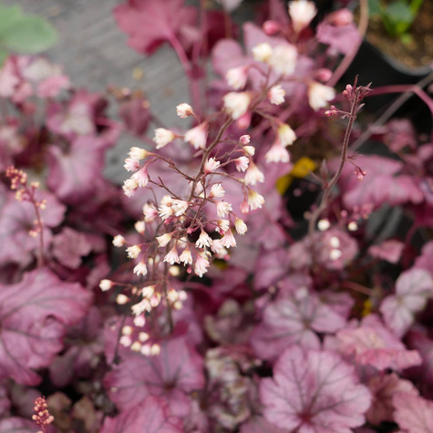 Żurawka ogrodowa Plum Royale Śliwkowa (C2)