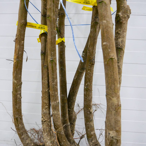 Brzoskwinia Maycrest Plant Pack