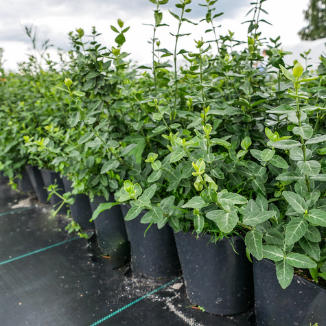 Trzmielina Fortunea płożąca (C2)