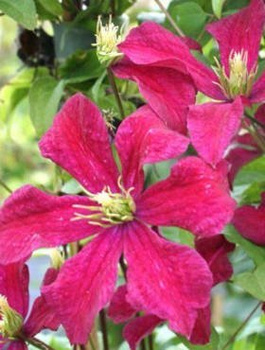 Powojnik Clematis wielkokwiatowy Polonez (C2)