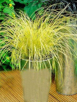 Turzyca Brunnea Jenneke