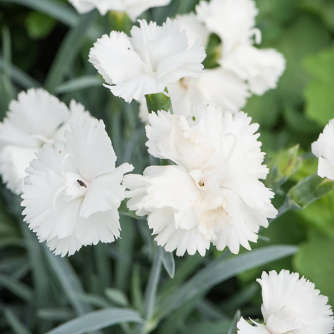 Goździk ogrodowy Silver Stars Arctic Star (C2)