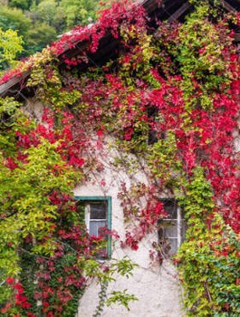 Winobluszcz pięciolistkowy Redwal Troki (C2)