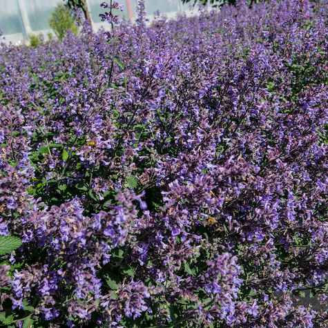 Kocimiętka Faassena Six Hills Giant