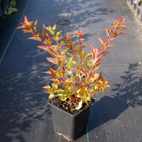 Pęcherznica kalinolistna Raspberry Lemonade (P9)