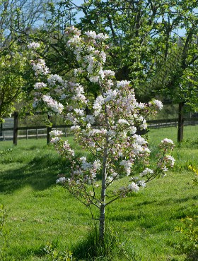 Jabłoń ozdobna rajska John Downie