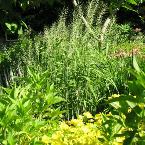 Jeżotka rozpierzchła