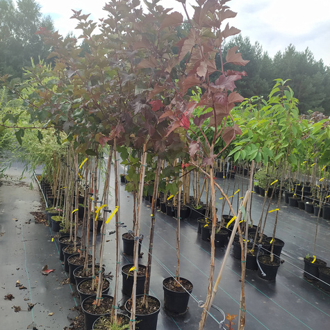 Pęcherznica kalinolistna Magic Ball Pa100