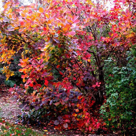 Perukowiec podolski Grace (C2)