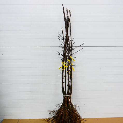 Jabłoń Empire Plant Pack