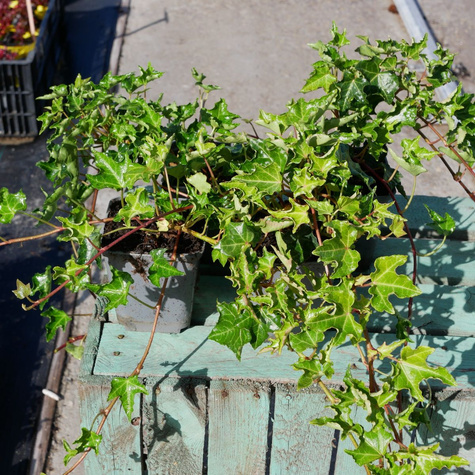 Bluszcz pospolity Crispa (C2)