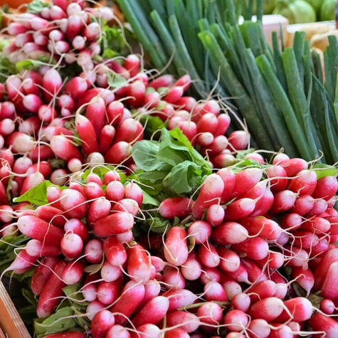 Rzodkiewka podłużna Flamboyant 2 BIO smaczna 5g