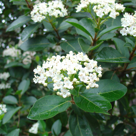 Kalina Dawida (C2)