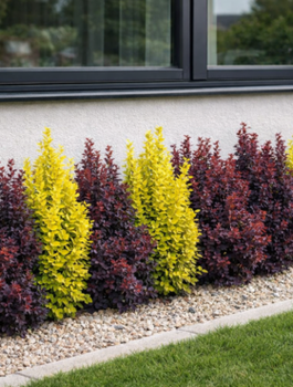 Zestaw Roślin Wieloletnich Na Stanowisko Słoneczne