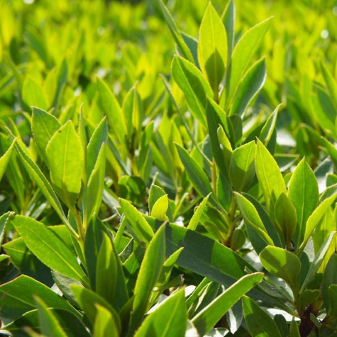 Laurowiśnia wschodnia Etna (C2)