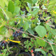 Aronia Czarna Czarnoowocowa Viking  (C2)