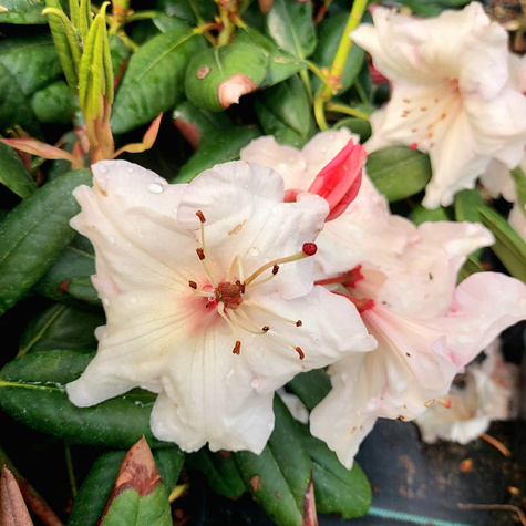 Różanecznik wielkokwiatowy Virginia Richards (C2)