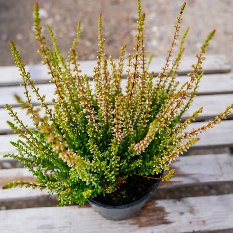 Wrzos pospolity Melissa różowy pączkowy