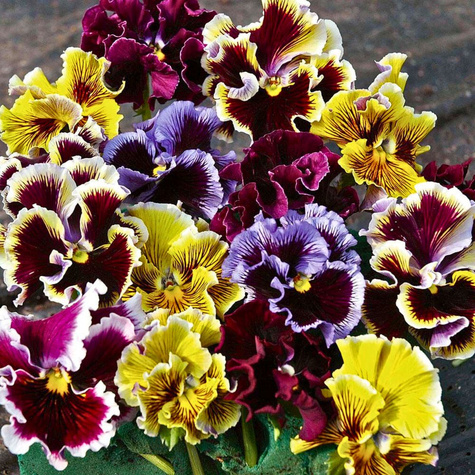 Bratek Fiołek wielkokwiatowy Rokoko 0,3 g